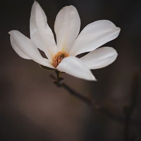Foto kanva (30 x 40 cm) - MAGNOLIA